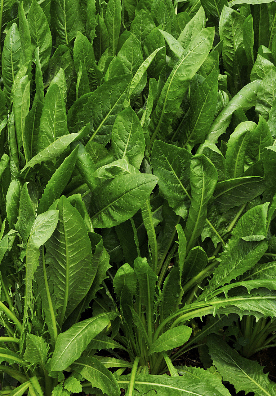 Forage Chicory 4lb / 1 Acre Bag