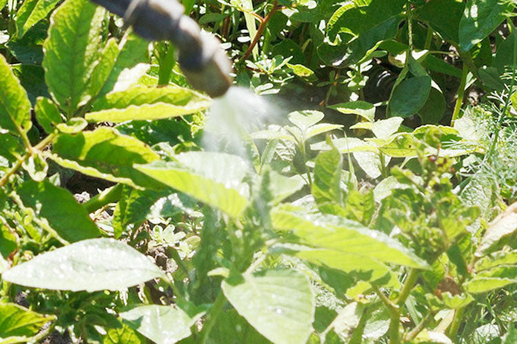 Food Plot Repellents