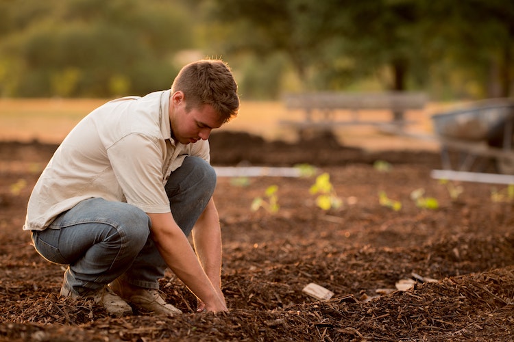 Food Plot Seed Planting Instructions – Frigid Forage