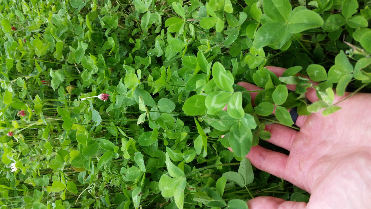 Plow Down Clover just prior to being turned under in Mid July.