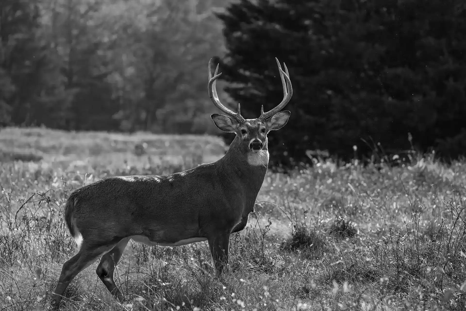Premium Food Plot Blends