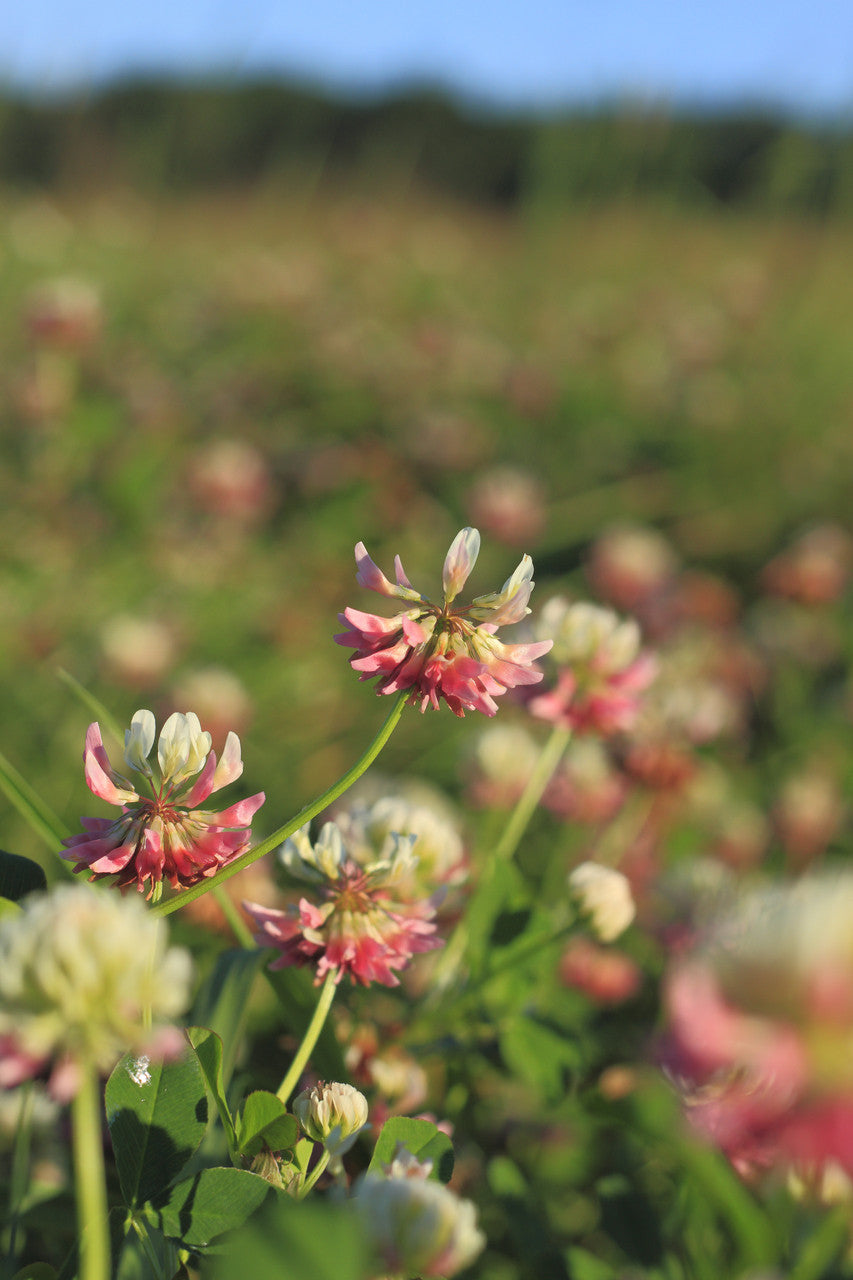 Bottomland Clover