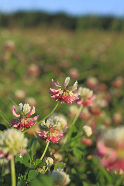 Bottomland Clover