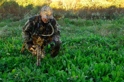 Forage Chicory  4lb / 1 Acre Bag