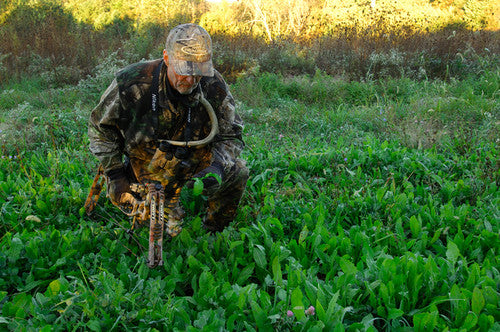Forage Chicory 4lb / 1 Acre Bag | Frigid Forage Forage Chicory 4lb
