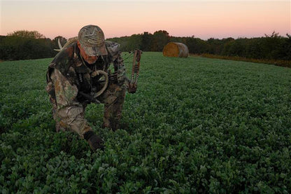 Pure Trophy Clover field in Iowa