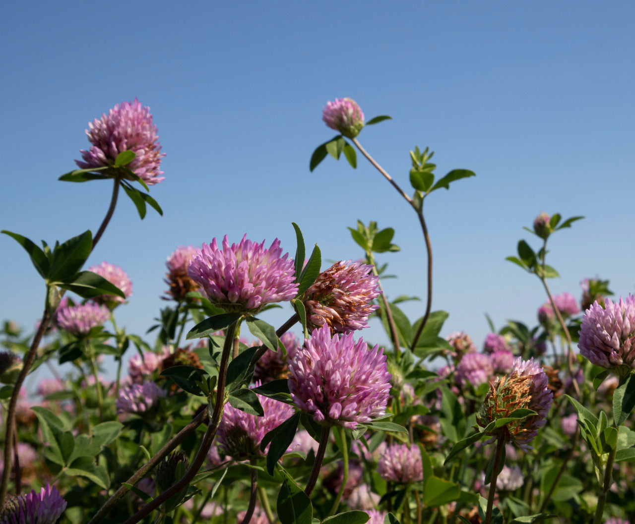 Bottomland Clover