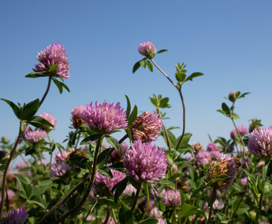 Bottomland Clover