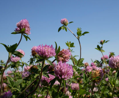 Bottomland Clover  8.5 lb Bag Plants 1 Acre