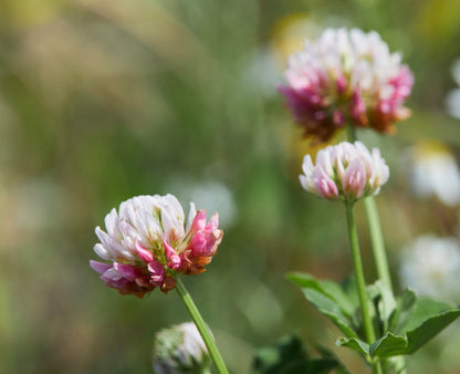 Bottomland Clover