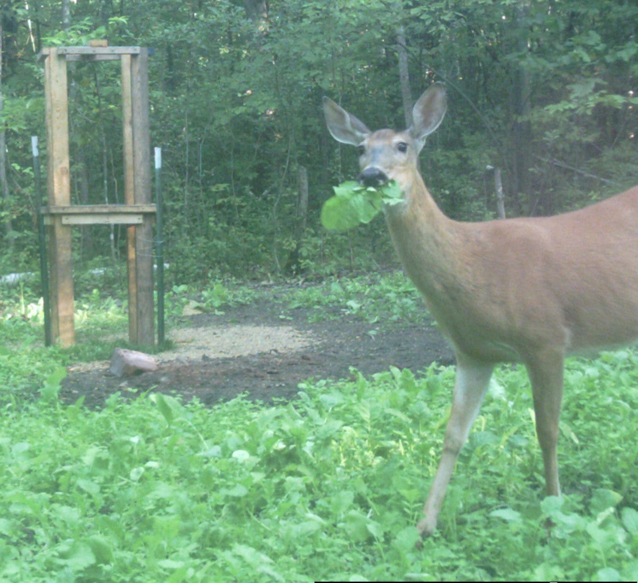 Trail cam photo from Jake Moscho, MN.