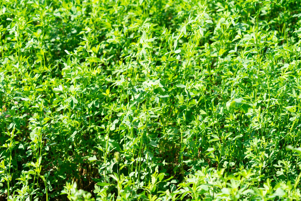 Alfalfa    8.5 lb    1/2 acre bag