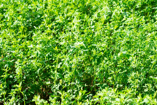 Alfalfa    8.5 lb    1/2 acre bag