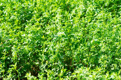 Alfalfa    8.5 lb    1/2 acre bag