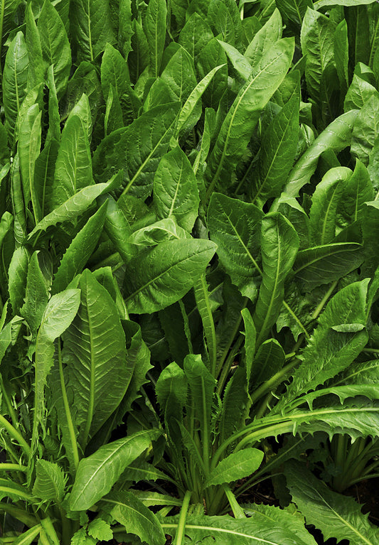 Forage Chicory  4lb / 1 Acre Bag