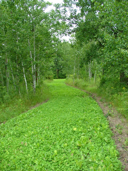 Trail after 5 weeks