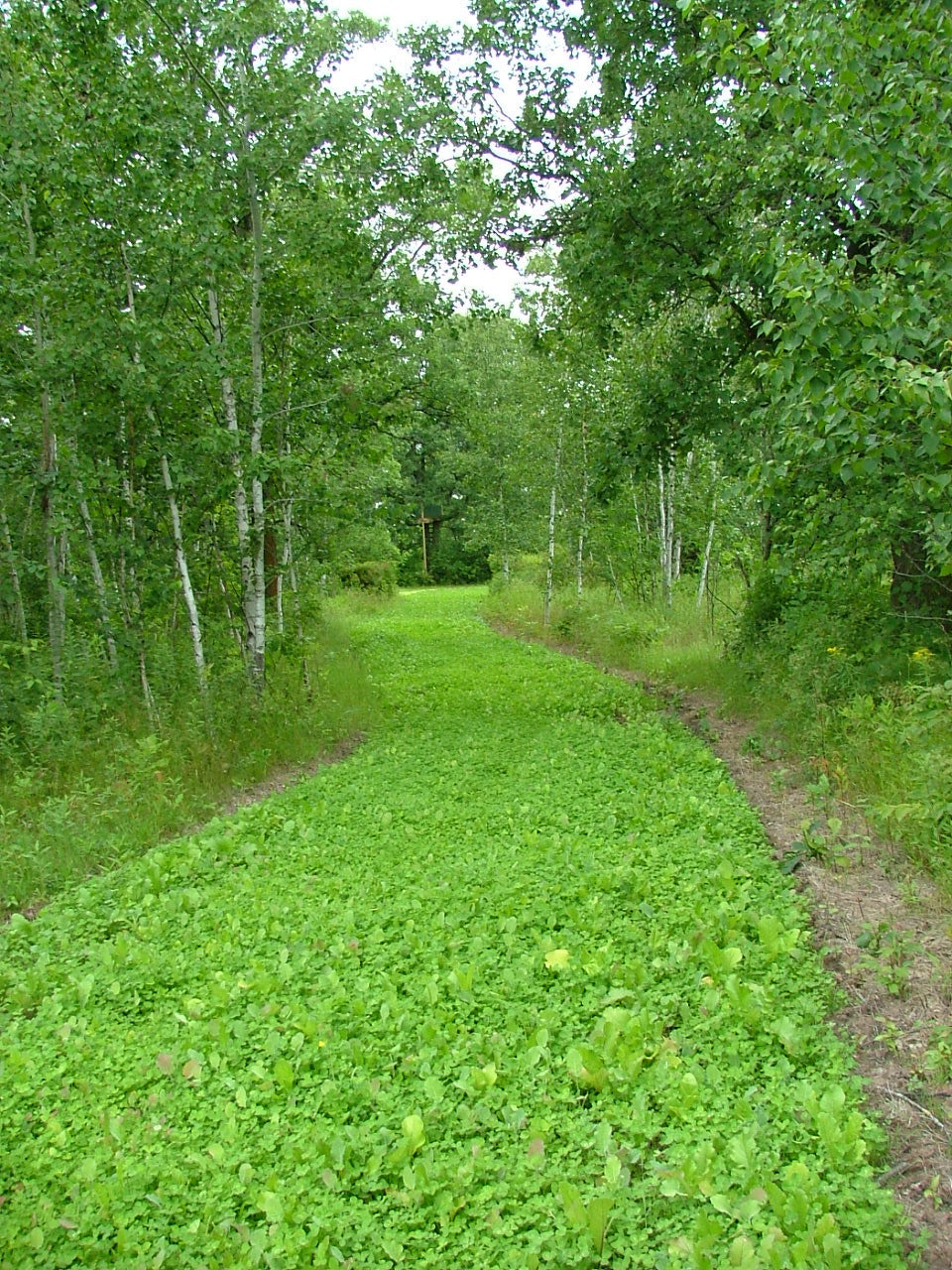 New Trail after 5 weeks