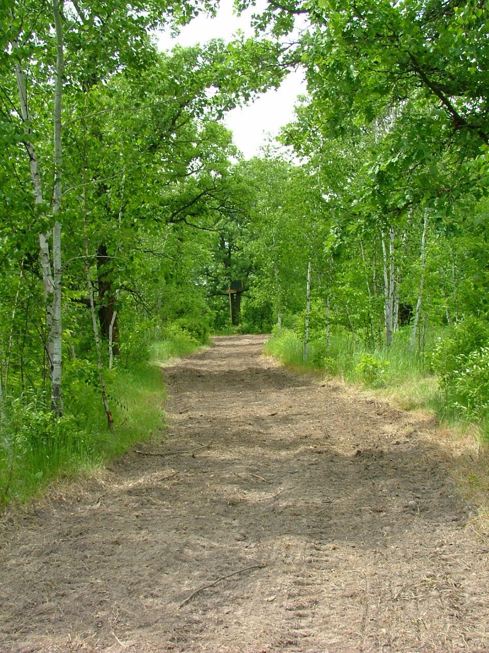 Newly seeded trail.
