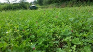 Plow Down Clover – 50 lb / 6 Acre Bag