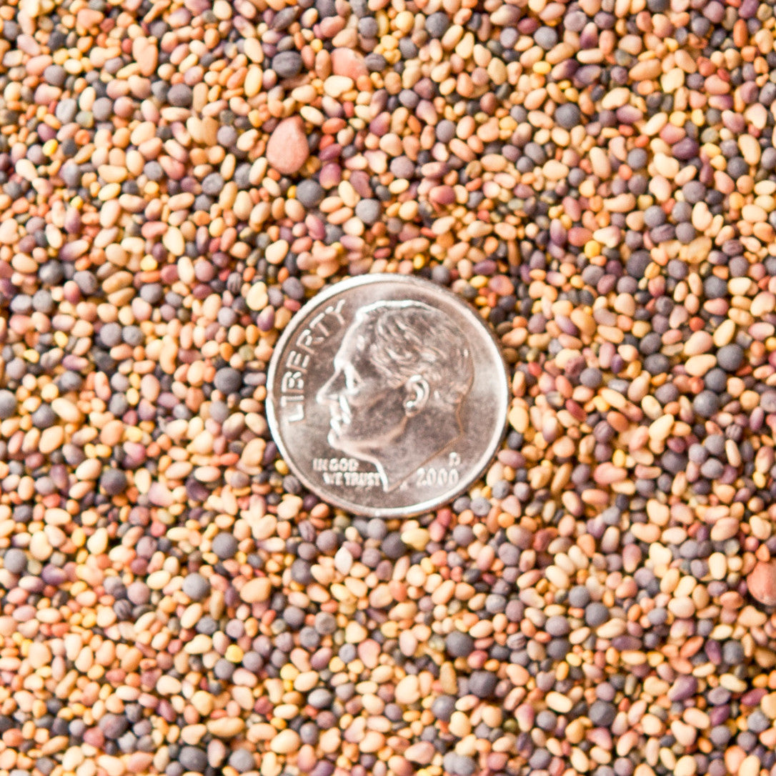 Actual Seed Blend