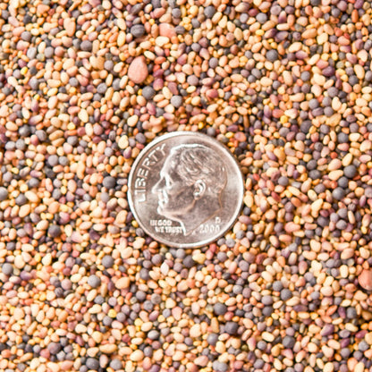 Actual Seed Blend